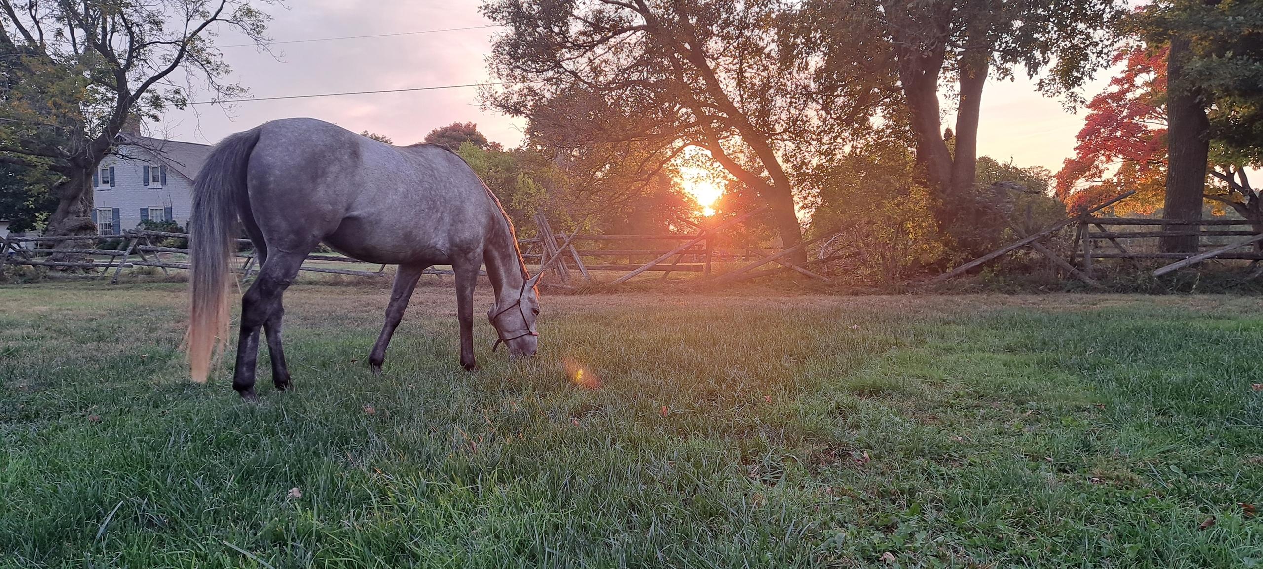 OTTBs, off-track Thoroughbreds, aftercare, Thoroughbred Aftercare Alliance, Retired Racehorse Project, horse racing, America's Best Racing, ABR